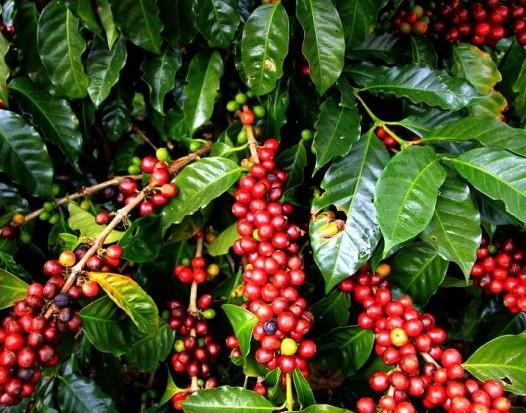 KAHVE%20FIDANI%20(Coffea%20Arabica%202.5%20YAS%20(COK%20OZEL%20URUN%20SINIRLI%20STOK)